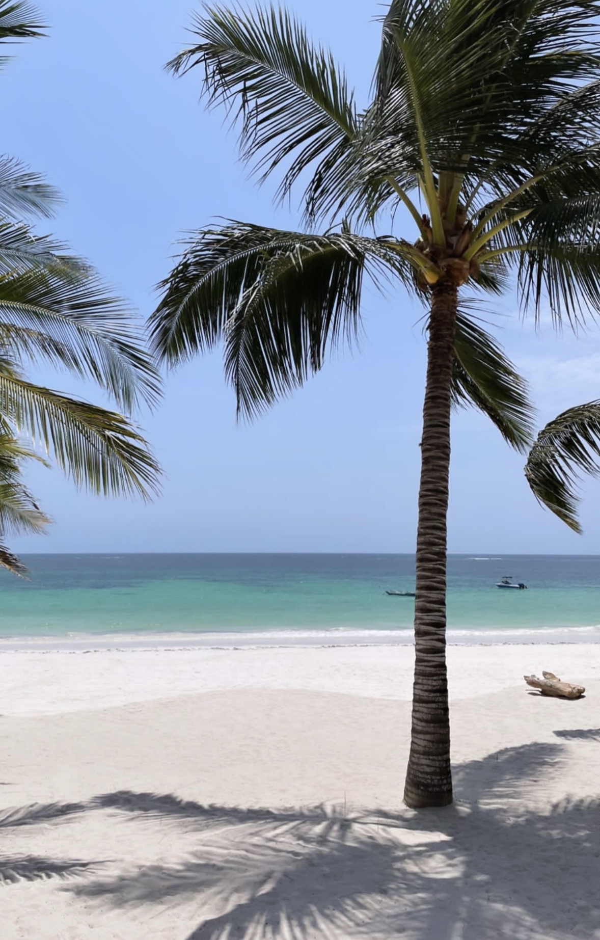 Palmuja Ukundan Diani Beachilla Keniassa.