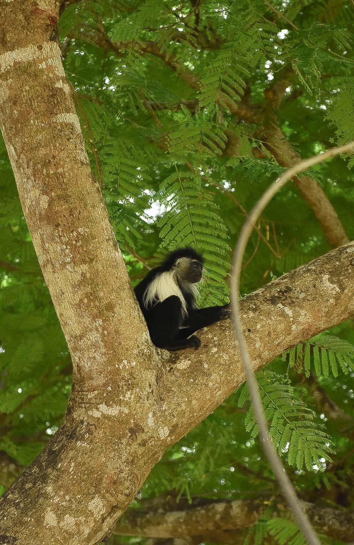 Colobus-apina Kenian Ukundassa