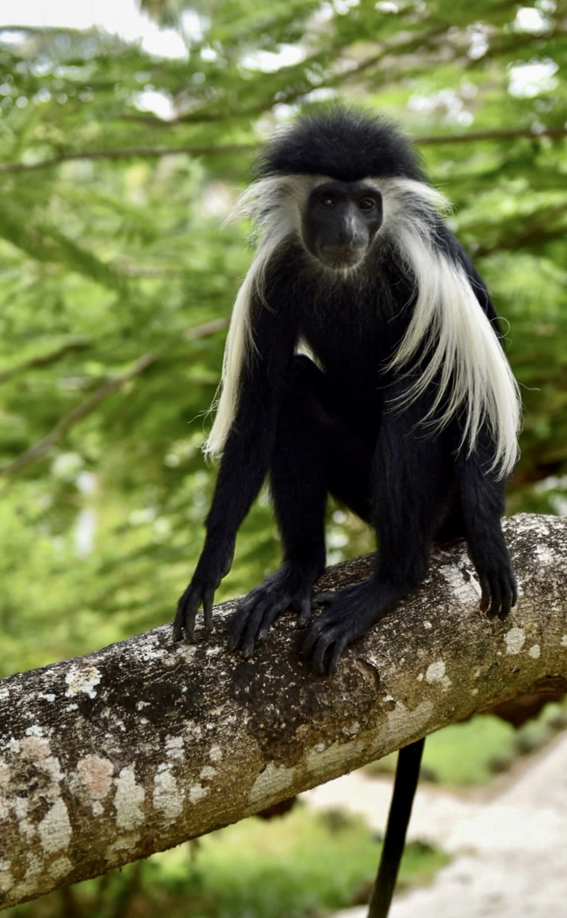 Colobus-apina Kenian Ukundassa